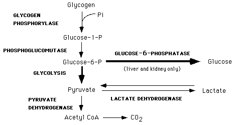 Is glycogen to glucose an anabolic reaction