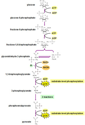 Glycogenesis anabolic or catabolic